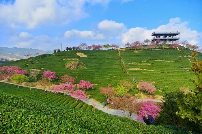 阿里山茶園景觀