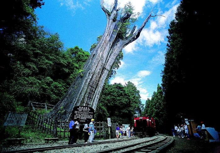 阿里山神木景觀