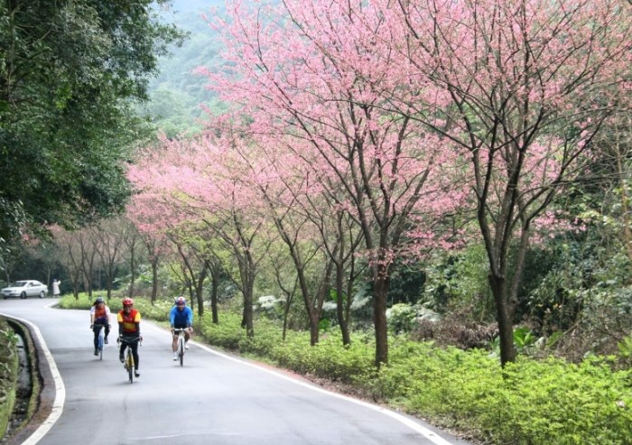 台灣櫻花景點比較：淡水天元宮與其他熱門去處